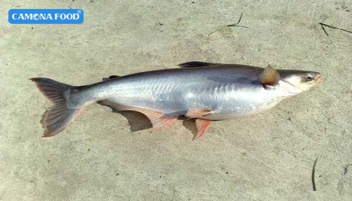 Cá dứa tươi nguyên con, một loài cá da trơn giàu dinh dưỡng