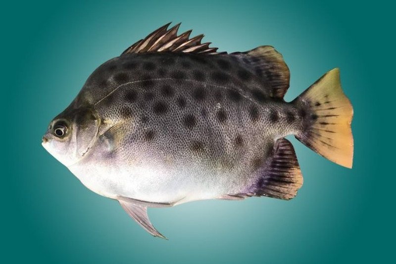 Cá nâu loại Scatophagus argus với đặc điểm vảy và đốm nâu