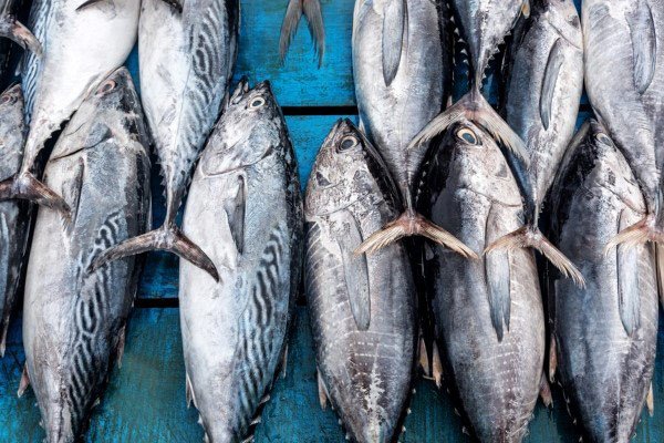 Cá ngừ tươi chứa nhiều dưỡng chất tốt cho sức khỏe, bao gồm protein và Omega-3.