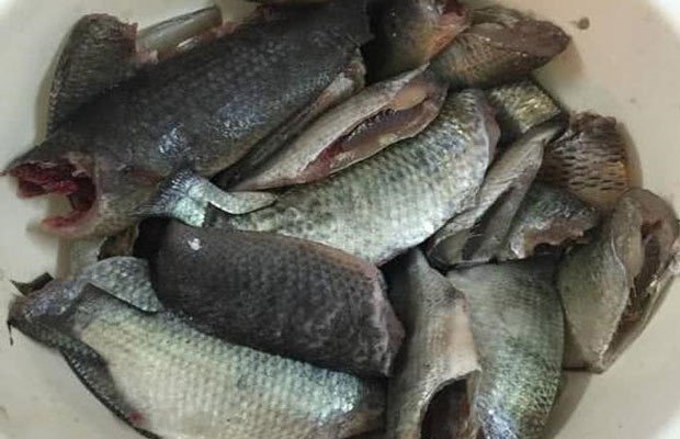 Cá rô đồng tươi đang được làm sạch để chuẩn bị nấu bún cá rô