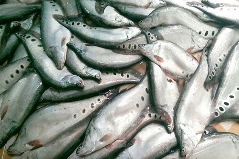 Cá thác lác đã làm sạch, sẵn sàng chế biến
