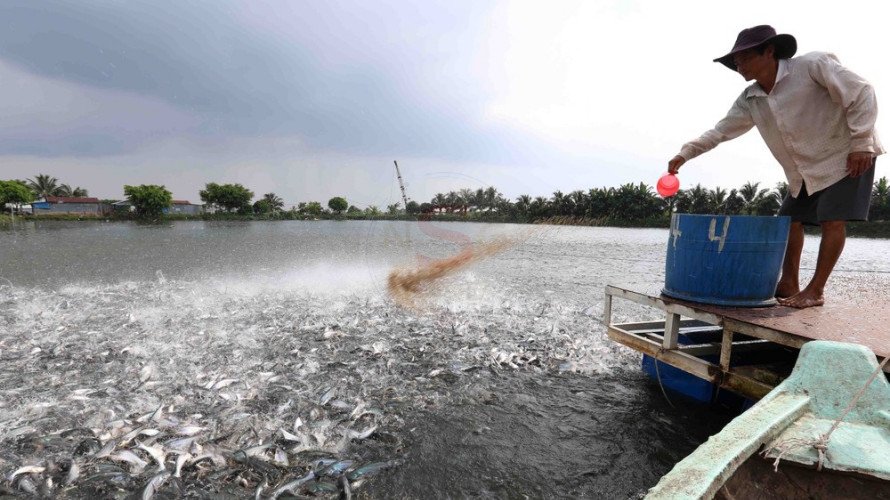 Cá tra được nuôi trong môi trường an toàn và được kiểm soát