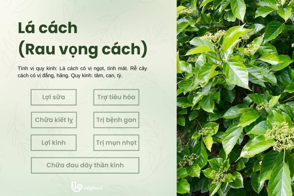 Các công dụng của lá cách, lá cách chữa bệnh, lợi ích sức khỏe từ cây lá cách