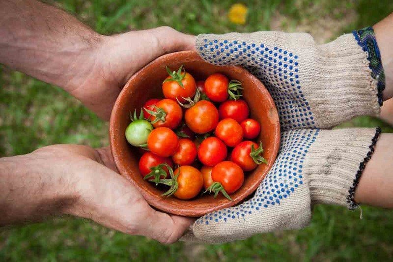 Các hợp chất thực vật khác