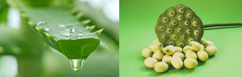 Các loại nguyên liệu cần thiết cho món chè nha đam hạt sen thanh mát