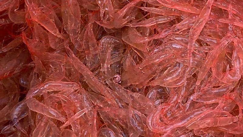 Các lưu ý quan trọng khi ăn tép để đảm bảo sức khỏe