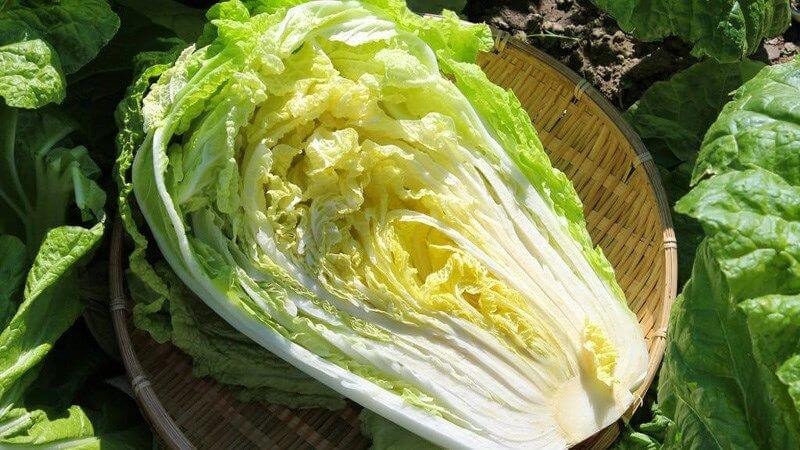 Cách chọn cải thảo tươi ngon: chú ý màu sắc và độ tươi