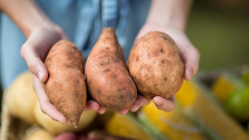 Cách chọn mua khoai lang ngon
