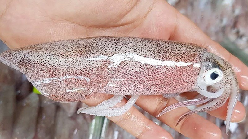 Cách chọn mua râu mực tươi ngon