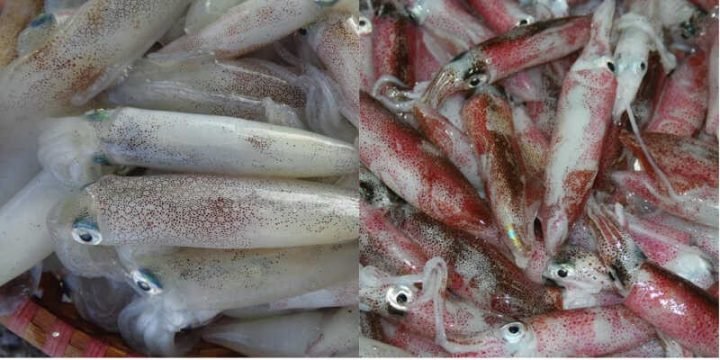 Cách chọn mực tươi ngon để mực xào giòn và đậm vị