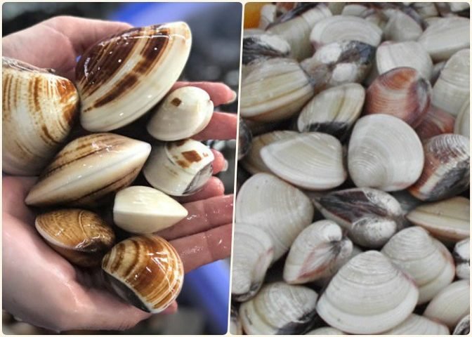 Cách chọn nghêu tươi ngon cho món hấp thái