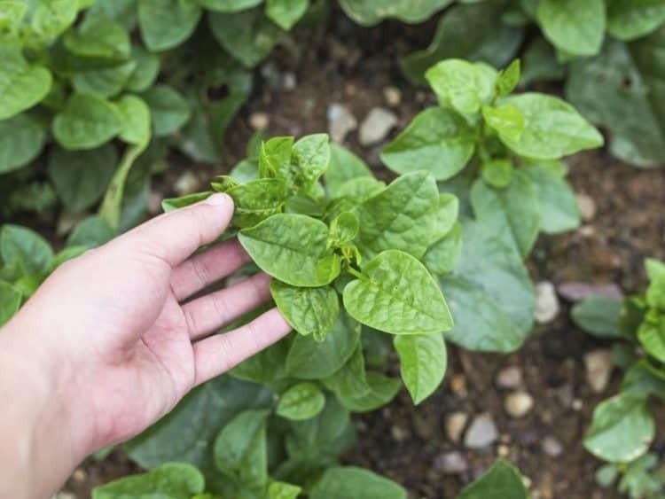 Cách chọn rau mồng tơi sạch