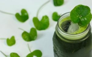 Cách uống rau má hiệu quả