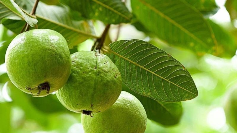 Cảm giác no lâu từ ổi giúp kiểm soát lượng calo nạp vào.