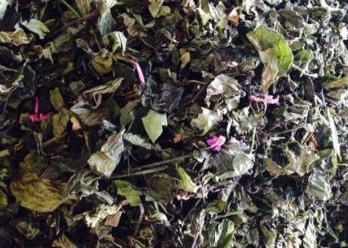 Cẩm văn (cây quế)