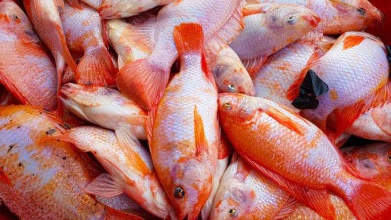 Canh chua cá diêu hồng thanh mát