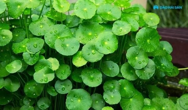 Canh hàu rau má mát gan, giải nhiệt hiệu quả
