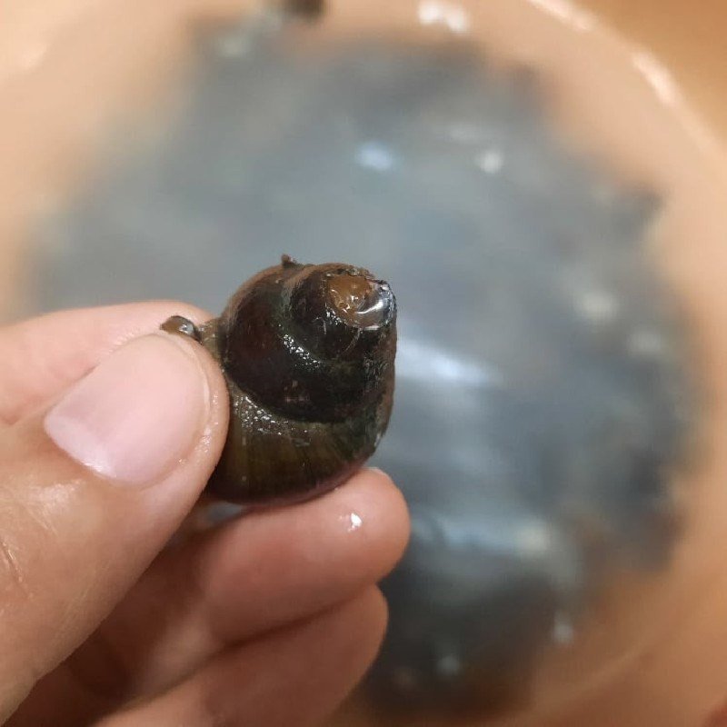 Cắt bỏ phần đít ốc để dễ dàng hút thịt