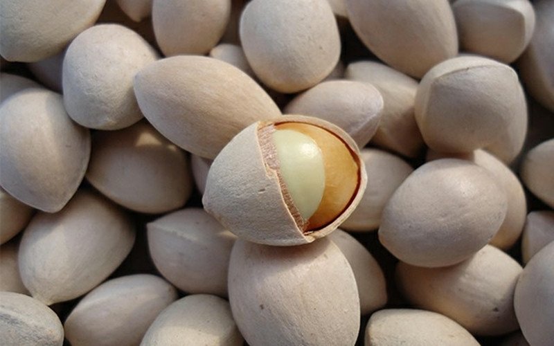 Cây bạch quả cho thu hoạch hạt