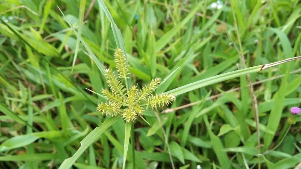 cây cỏ mần trầu và công dụng thanh nhiệt cơ thể