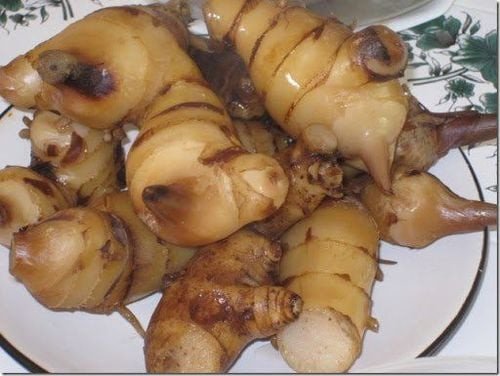Cây củ dong riềng thân thuộc được trồng phổ biến