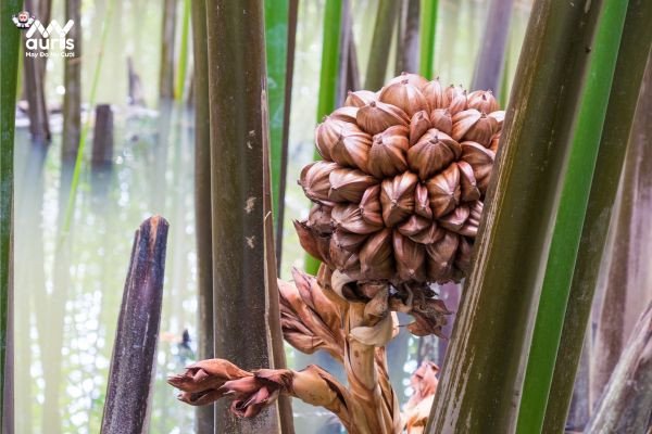 Cây dừa nước sinh trưởng mạnh mẽ tại vùng nước lợ, một biểu tượng của miền Tây Nam Bộ.