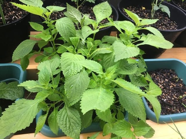 Cây kinh giới tươi xanh với lá mơn mởn, nguyên liệu chính để nấu nước kinh giới