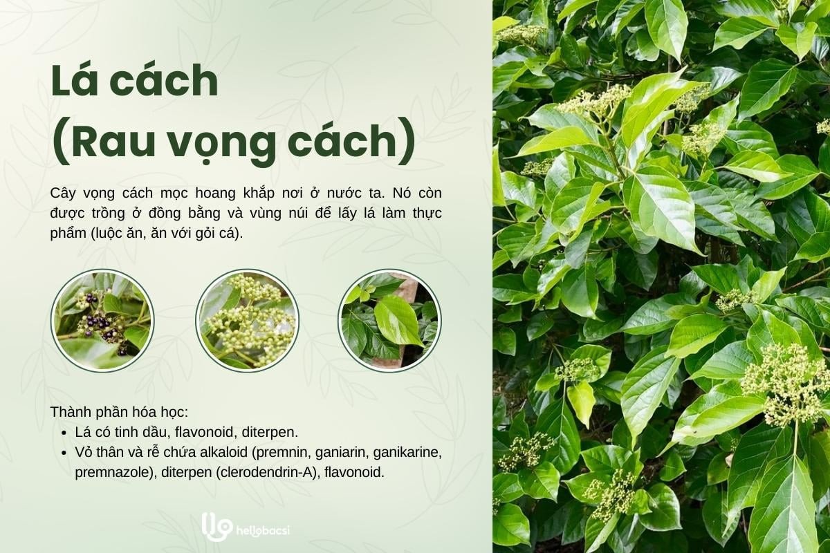 Cây lá cách tươi, rau vừng cách, lá cách nấu nước uống trị bệnh gì