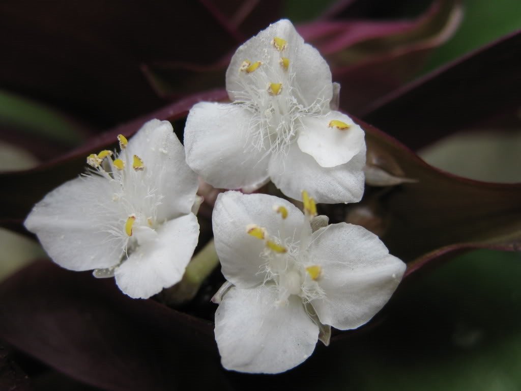 Cây lẻ bạn tươi đã thu hoạch, sẵn sàng cho các công thức và cách nấu nước cây lẻ bạn