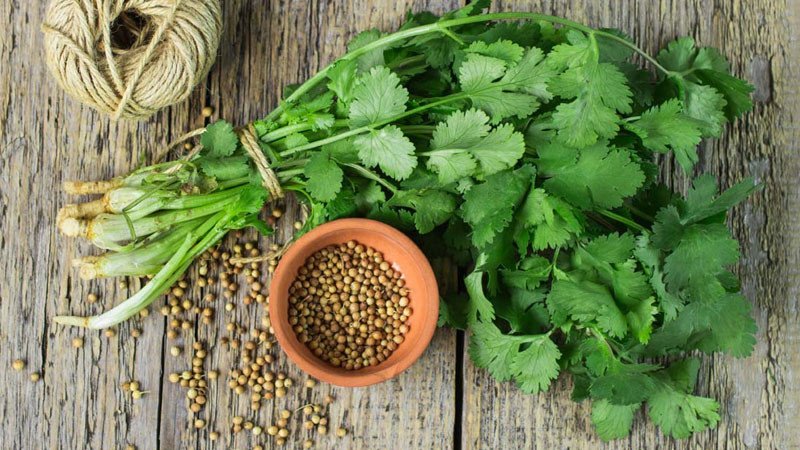 Cây ngò rí tươi xanh mơn mởn, thân lá và rễ rõ nét, minh họa cho cách nấu nước ngò rí lọc thận hiệu quả.