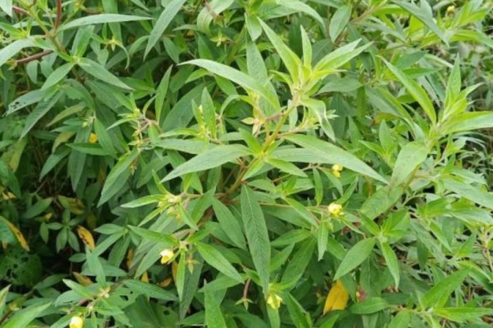 Cây rau mương tươi xanh mọc dại