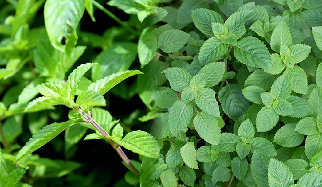 Cây thạch đen sương sáo tự nhiên với lá xanh tươi