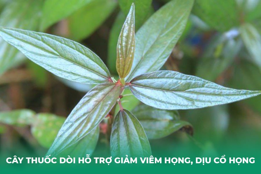 Cây thuốc dòi giúp giảm viêm họng và làm dịu cổ họng hiệu quả