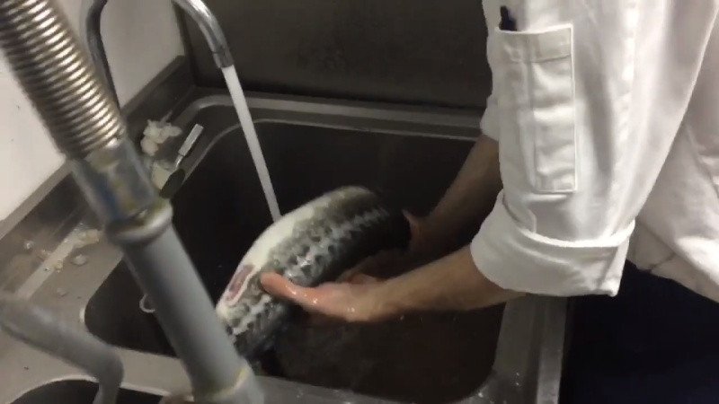 Chanh được dùng để xoa lên thân cá tầm, giúp khử mùi tanh và làm sạch sâu, chuẩn bị cho chế biến cá tầm.
