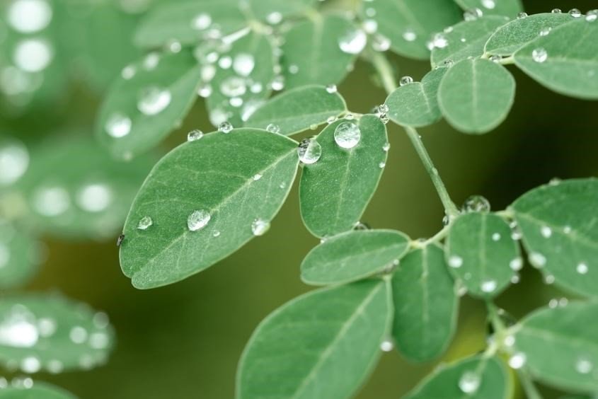 Cháo cua đồng rau chùm ngây phổ biến cho bé ăn dặm