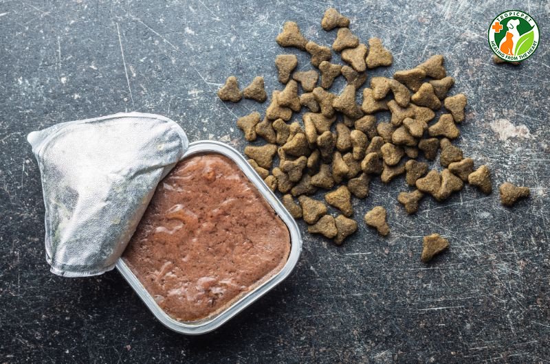 Chó con 1 tháng tuổi ăn pate nhuyễn mịn