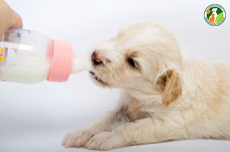 Hướng dẫn cách nấu cháo cho chó con 1 tháng tuổi ngon bổ dưỡng Chó con tập ăn cháo dinh dưỡng