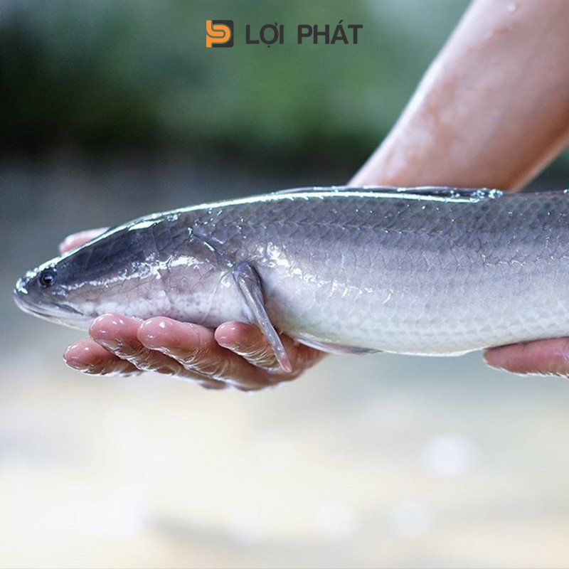 Chọn cá lóc bông tươi ngon cho bún nước lèo