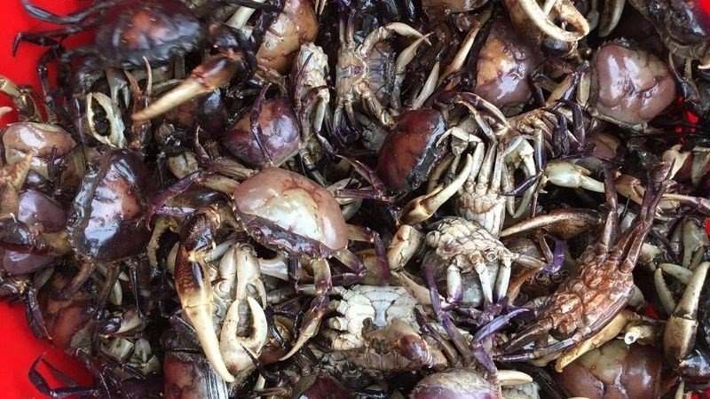 Chọn cua đồng tươi để có canh cua ngon
