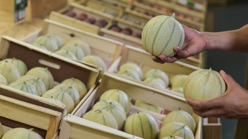 Chọn dưa lê nặng tay, vỏ nhẵn và có mùi thơm tự nhiên