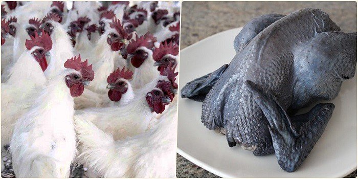 Chọn gà ác chuẩn vị
