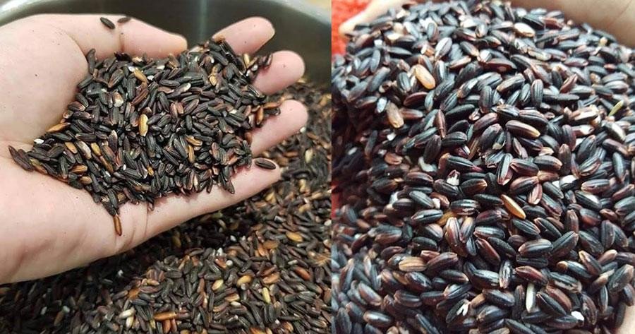 Chọn gạo nếp cẩm ngon để làm rượu