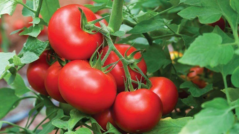 Chọn mua cà chua chín đỏ, cuống xanh mọng nước