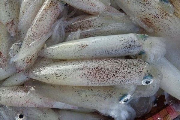 Khám Phá **Cách Xào Mực Ngon** Chuẩn Vị Tại Nấu Chuẩn Ăn Ngon Chọn mực tươi ngon