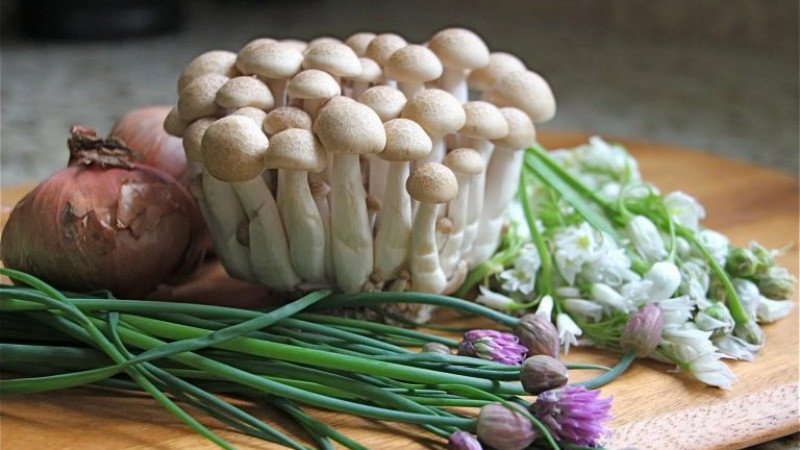 Chọn nấm bạch tuyết tươi ngon để bảo quản