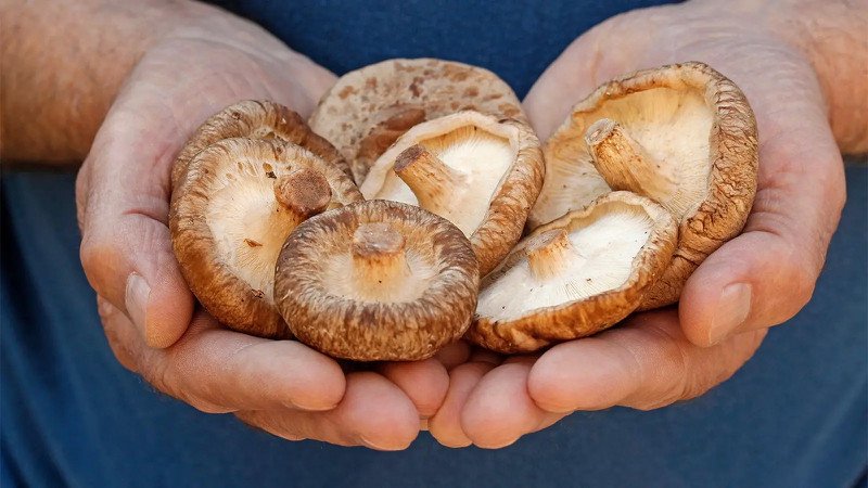 Chọn nấm hương tươi chất lượng đảm bảo an toàn và dinh dưỡng cho bữa ăn.