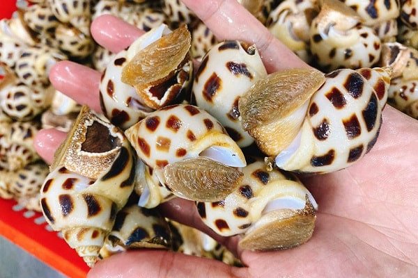 Chọn ốc hương tươi