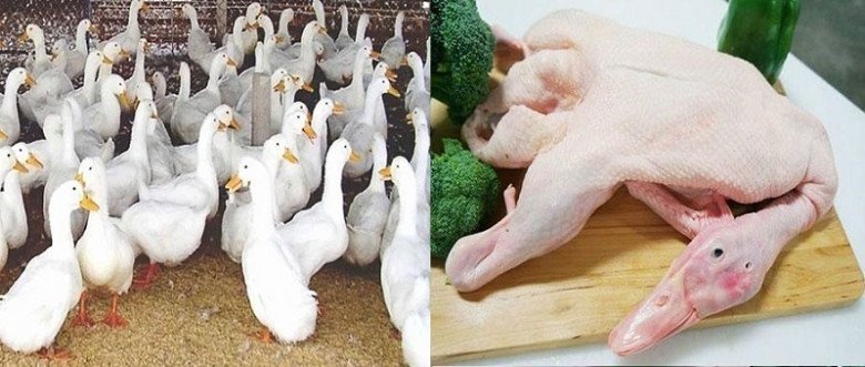 Chọn vịt tươi ngon cho món chao vịt nhúng rau muống