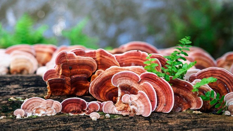 Chuẩn bị nấm lim xanh khô để nấu nước uống bồi bổ sức khỏe