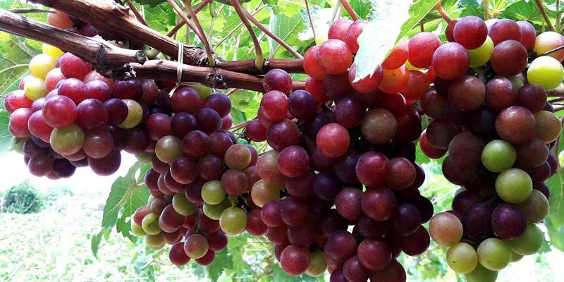 Chùm nho tươi xanh mọng nước chứa vitamin K, tốt cho xương khớp